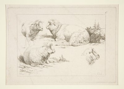 Studio di pecore da Charles Echard