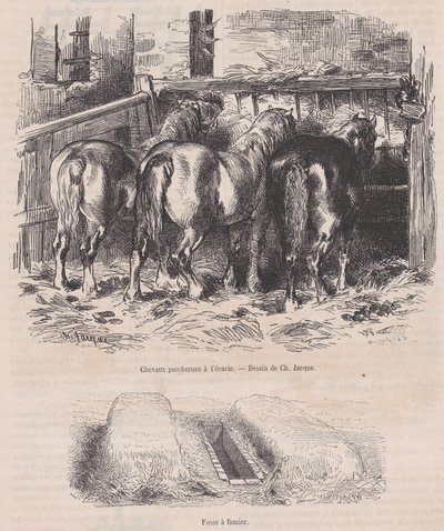 Chevaux percherons à l
