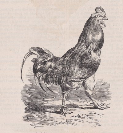 Coq de ferme, razza comune, da Magasin Pittoresque, ca. 1852 da Charles Emile Jacque