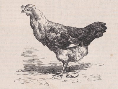 Gallina francese ordinaria, cattiva ovaiola, da Magasin Pittoresque da Charles Emile Jacque