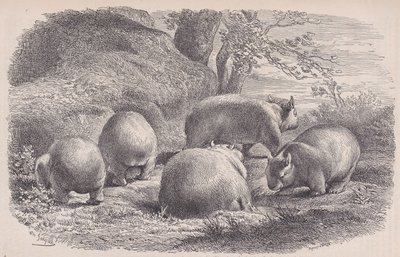 Il vombato, da Le Magasin Pittoresque, ca. 1852 da Charles Emile Jacque