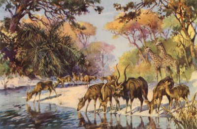 Sudafrica: Parco Nazionale Kruger, Transvaal da Charles Ernest Peers