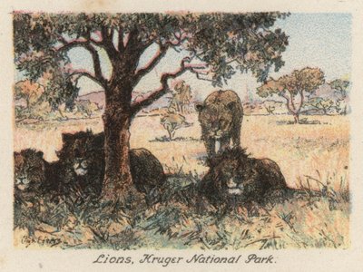 Sudafrica: Leoni, Parco Nazionale Kruger da Charles Ernest Peers
