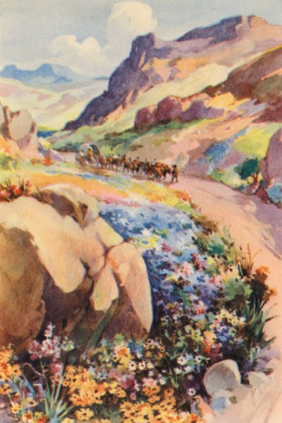 Sudafrica: fiori di Namaqualand da Charles Ernest Peers