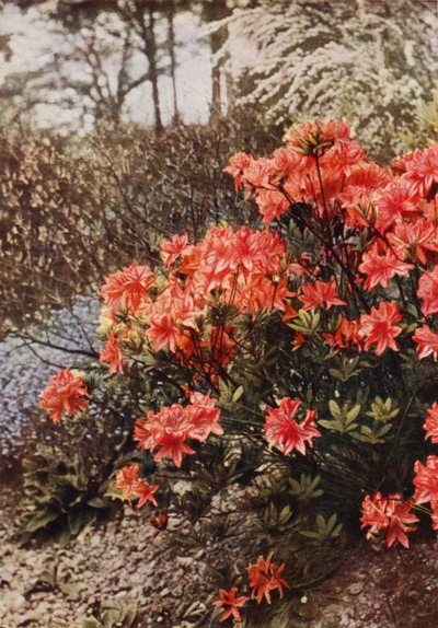 Un cespuglio di azalea resistente da Charles Essenhigh Corke