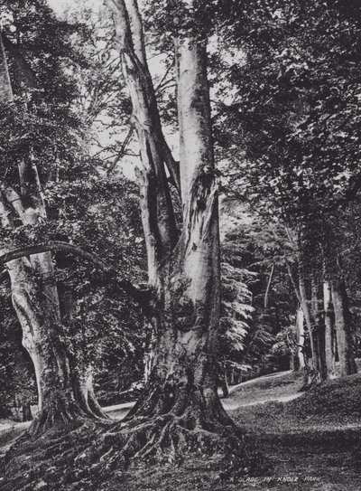 Una radura nel parco di Knole da Charles Essenhigh Corke