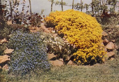 Un Muro di Roccia, Aubrietia, Rosa del Sole, Alisso Giallo da Charles Essenhigh Corke