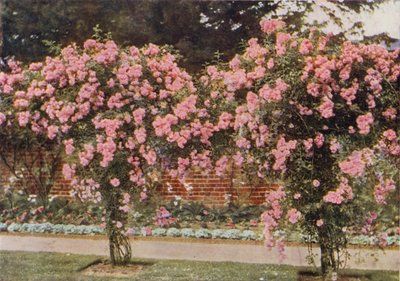 Rosa rampicante Lady Godiva da Charles Essenhigh Corke