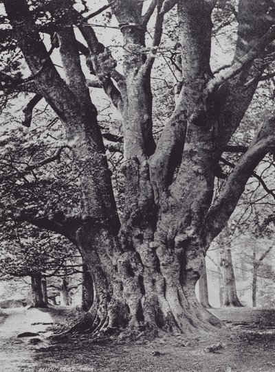 Re Faggio, Parco di Knole da Charles Essenhigh Corke