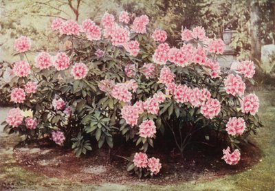 Rhododendron Pink Pearl, a "The Heights," Witley, la Residenza di Mrs Farnham da Charles Essenhigh Corke