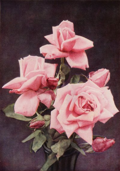 Rosa Lady Ashtown da Charles Essenhigh Corke