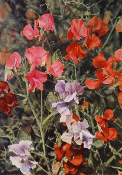 Alcuni piselli dolci moderni da Charles Essenhigh Corke