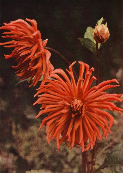 La dalia cactus "Brisbane" da Charles Essenhigh Corke