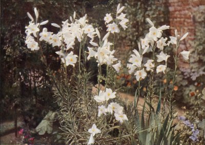 Il Giglio della Madonna, Lilium candidum da Charles Essenhigh Corke