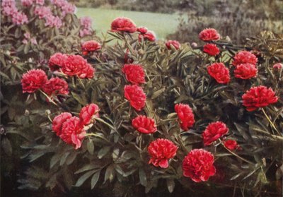 La vecchia peonia cremisi doppia da Charles Essenhigh Corke
