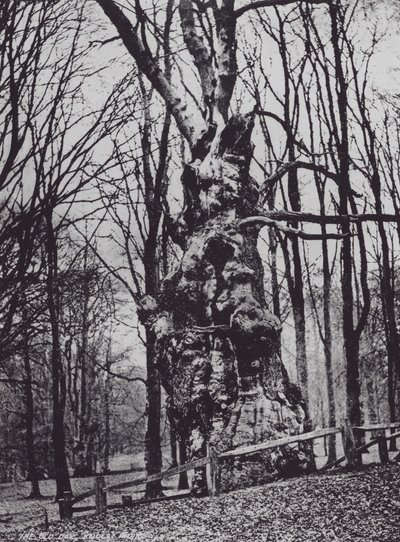 La vecchia quercia, Knole Park (foto b/n) da Charles Essenhigh Corke