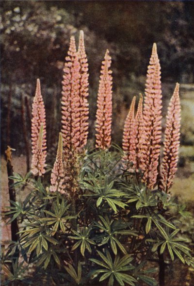 Il lupino color rosa da Charles Essenhigh Corke