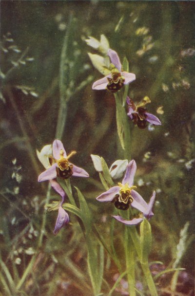 Fiori selvatici: Orchidea ape da Charles Essenhigh Corke