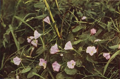Fiori selvatici: Vilucchio da Charles Essenhigh Corke
