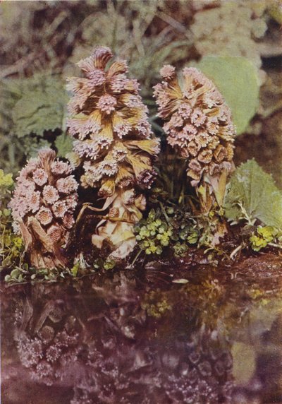 Fiori selvatici: Farfaraccio da Charles Essenhigh Corke