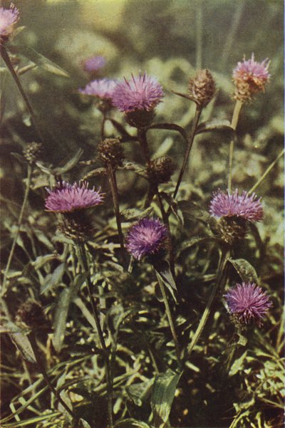 Fiori selvatici: Centaurea nigra da Charles Essenhigh Corke
