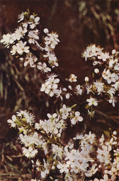 Fiori selvatici: Prugnolo da Charles Essenhigh Corke