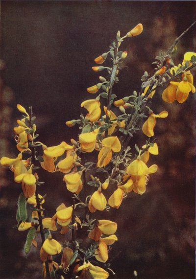 Fiori selvatici: Ginestra da Charles Essenhigh Corke