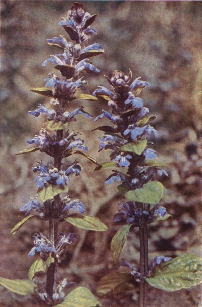 Fiori selvatici: Bugola da Charles Essenhigh Corke
