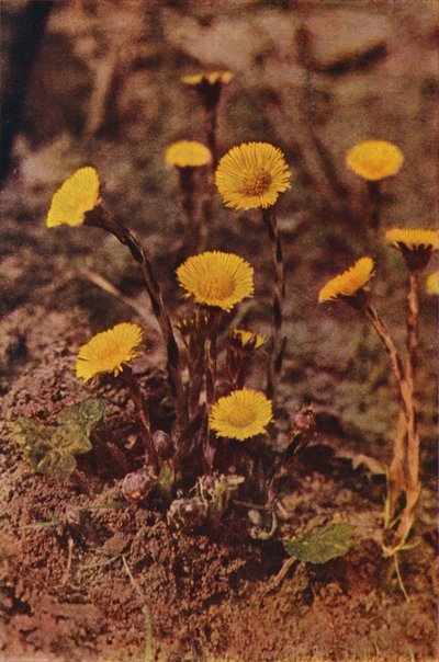 Fiori selvatici: Farfara da Charles Essenhigh Corke