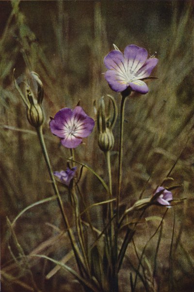 Fiori selvatici: Agrostemma da Charles Essenhigh Corke