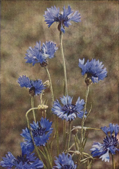 Fiori selvatici: Fiordaliso da Charles Essenhigh Corke