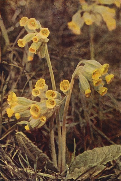 Fiori selvatici: Primula veris da Charles Essenhigh Corke