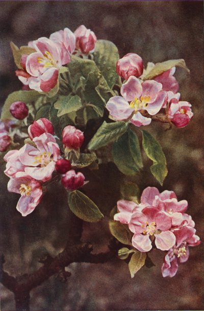 Fiori selvatici: Melo selvatico da Charles Essenhigh Corke