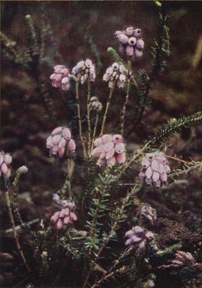 Fiori selvatici: Erica a foglie incrociate da Charles Essenhigh Corke