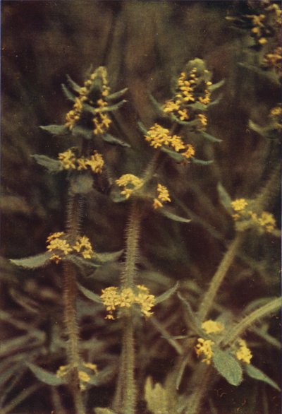 Fiori selvatici: Crociata da Charles Essenhigh Corke