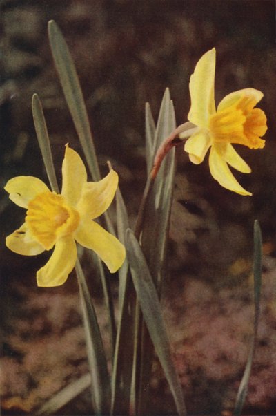 Fiori selvatici: Narciso da Charles Essenhigh Corke