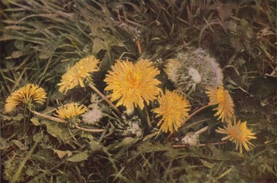 Fiori selvatici: Dente di leone da Charles Essenhigh Corke