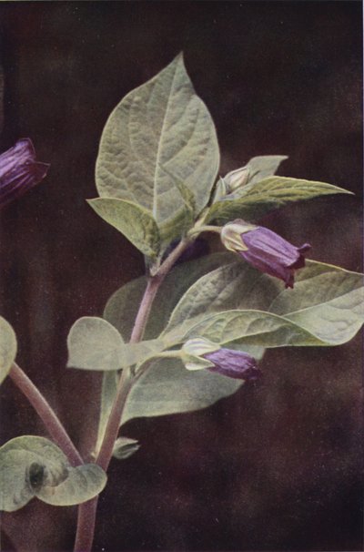 Fiori selvatici: Belladonna da Charles Essenhigh Corke