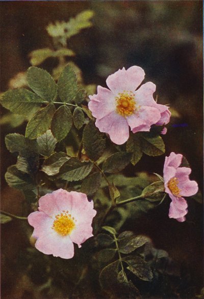 Fiori selvatici: Rosa canina da Charles Essenhigh Corke