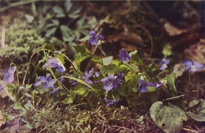 Fiori selvatici: Viola canina da Charles Essenhigh Corke