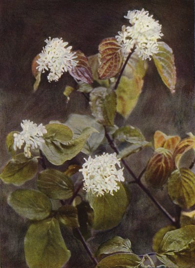 Fiori selvatici: Corniolo da Charles Essenhigh Corke