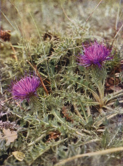 Fiori selvatici: Cardo nano da Charles Essenhigh Corke