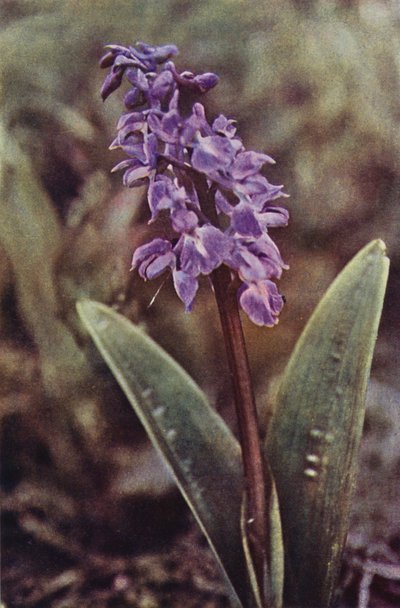 Fiori selvatici: Orchidea purpurea precoce da Charles Essenhigh Corke