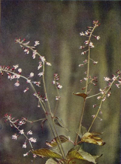 Fiori selvatici: Erba magica da Charles Essenhigh Corke