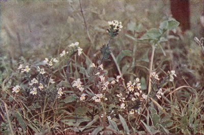 Fiori selvatici: Eufrasia da Charles Essenhigh Corke