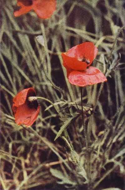 Fiori selvatici: Papavero dei campi da Charles Essenhigh Corke