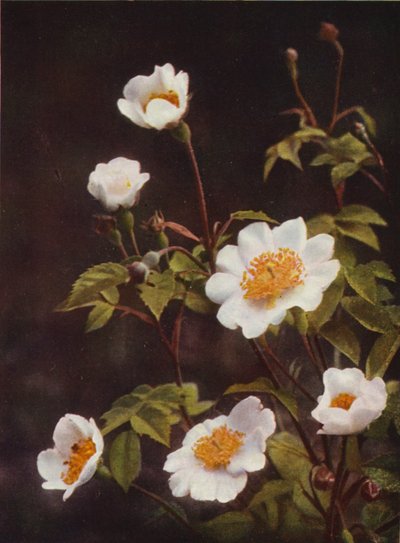 Fiori selvatici: Rosa di campo da Charles Essenhigh Corke