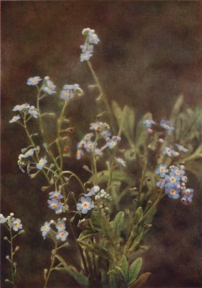 Fiori selvatici: Nontiscordardimé da Charles Essenhigh Corke