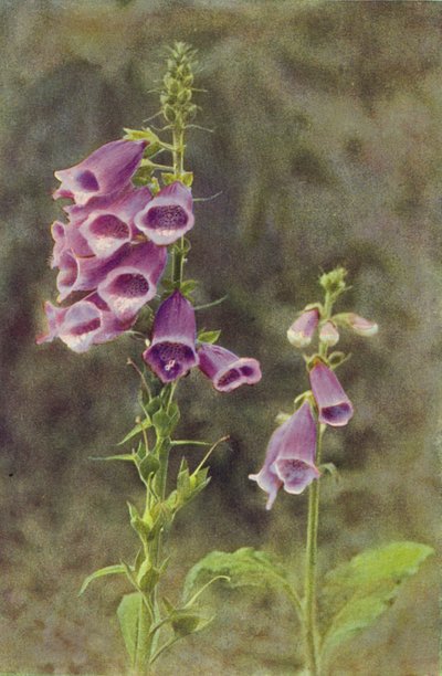 Fiori Selvatici: Digitale da Charles Essenhigh Corke