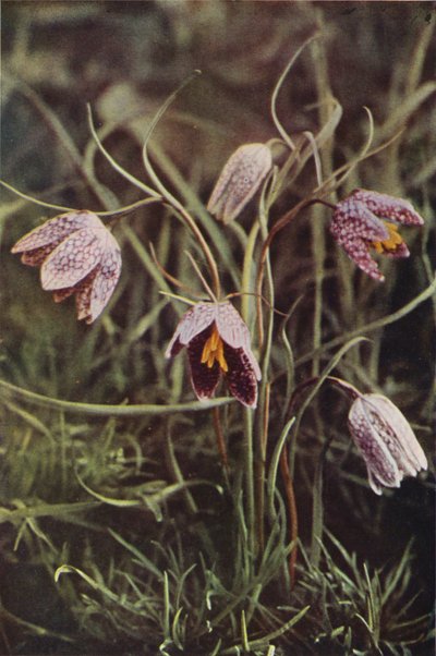Fiori Selvatici: Fritillaria da Charles Essenhigh Corke